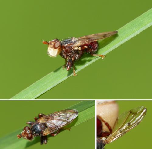 Myopa tessellatipennis